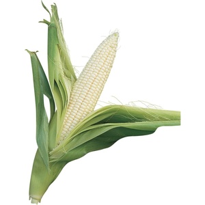 image:imageBurpee Ambrosia Sweet Corn Seeds  Tender Sweet Corn Seeds for Vegetable Garden Planting 200 SeedsSilver Queen Sweet