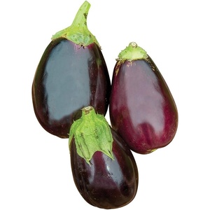 image:imageBurpee Black Beauty Organic Heirloom Eggplant Seeds 50 seedsBlack Beauty Organic Heirloom