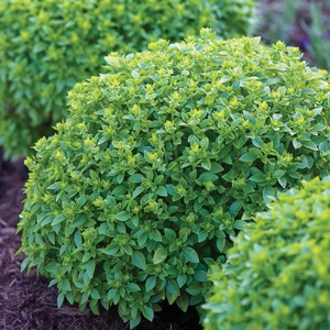 image:imageBurpee Boxwood Basil Seeds  Compact Sweet Basil Herb Seeds for Indoor amp Outdoor Herb GardensBoxwood Basil