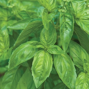 image:imageBurpee Boxwood Basil Seeds  Compact Sweet Basil Herb Seeds for Indoor amp Outdoor Herb GardensGenovese Basil 250 seed