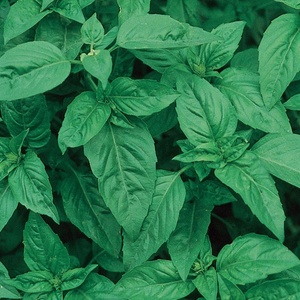 image:imageBurpee Boxwood Basil Seeds  Compact Sweet Basil Herb Seeds for Indoor amp Outdoor Herb GardensOrganic Sweet Basil Seeds