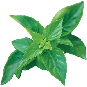 image:imageBurpee Boxwood Basil Seeds  Compact Sweet Basil Herb Seeds for Indoor amp Outdoor Herb GardensPesto Party Basil