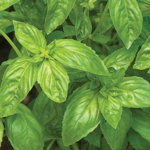image:imageBurpee Boxwood Basil Seeds  Compact Sweet Basil Herb Seeds for Indoor amp Outdoor Herb GardensSan Remo Basil