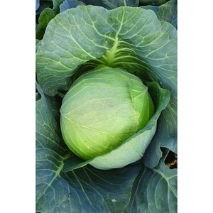 image:imageBurpee Brunswick Cabbage Seeds 260 seedsCabbage Seeds