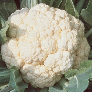 image:imageBurpee Early White Hybrid Cauliflower Seeds 100 seeds
