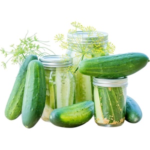 image:imageBurpee Fresh Pickles Pickling Cucumber Seeds 20 seeds20 per packet