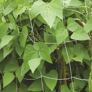 image:imageBurpee Garden Trellis  Nylon Net  5 X 15 White