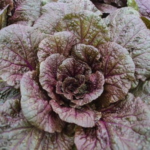 image:imageBurpee Giant Red Organic Mustard Seeds 1000 seeds