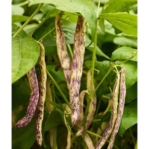 image:imageBurpee Gold Mine Bush Bean Seeds  Productive Bush Bean Variety for Vegetable Garden Growing 2 ozDragons Tongue Bush