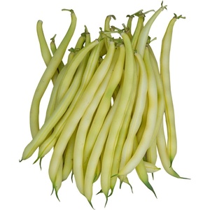 image:imageBurpee Gold Mine Bush Bean Seeds  Productive Bush Bean Variety for Vegetable Garden Growing 2 ozGold Mine Bush