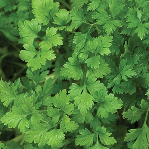 image:imageBurpee Italian Flat Organic Parsley Seeds 100 seeds