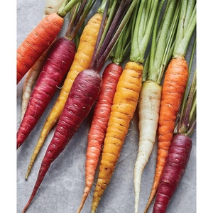image:imageBurpee Kaleidoscope Blend Carrot Seeds 1500 seedsKaleidoscope Blend Organic