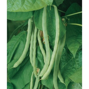 image:imageBurpee Kentucky Blue Pole Bean Seeds 8 ounces of seedKentucky Wonder