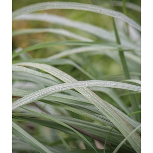 image:imageBurpee Lemongrass Cymbopogon Citratus Herb Seeds  10 MultiSeed Pellets Per Package  NonGMO Seeds for Planting Herbs  Lemongrass Seeds  Easy to Grow Culinary Herb  Bright Citrusy Flavor