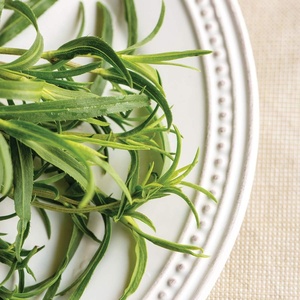 image:imageBurpee Mexican Tarragon Seeds 500 seeds