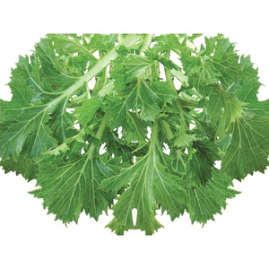 image:imageBurpee Mizuna Mustard Seeds 1000 seeds1000 seeds