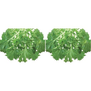 image:imageBurpee Mizuna Mustard Seeds 1000 seeds1000 seeds Pack of 2