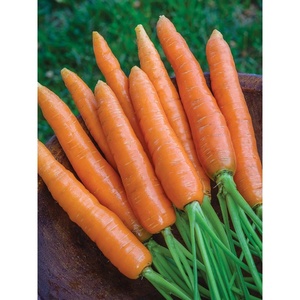 image:imageBurpee Nantes Half Long Carrot Seeds 3000 seeds