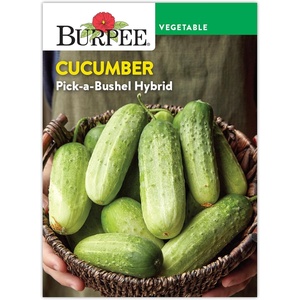 image:imageBurpee PickABushel Hybrid Cucumber Seeds  NonGMO DiseaseResistant Direct Sow SemiBush Variety Pickling Cucumber 470mg Seed Packet for Home GardeningCucumber  PickaBushel Hybrid