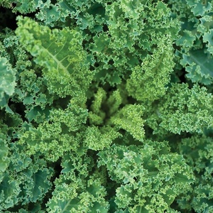 image:imageBurpee Prizm Hybrid Kale Seeds 50 seedsDwarf Blue Curled Vates