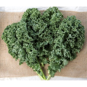 image:imageBurpee Prizm Hybrid Kale Seeds 50 seedsPrizm Hybrid