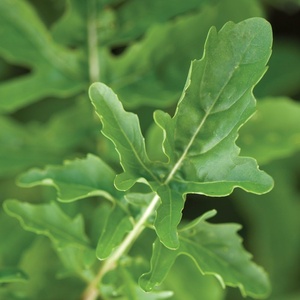 image:imageBurpee Rocket Arugula Seeds 2000 seedsBurpee Rocket Arugula