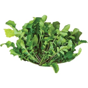 image:imageBurpee Rocket Arugula Seeds 2000 seedsBurpee Wild Arugula Selvatica Arugula