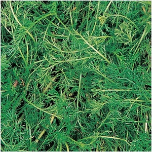 image:imageBurpee Roman Chamomile Seeds 100 seeds