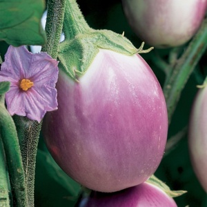 image:imageBurpee Rosa Bianca Eggplant Seeds 50 seeds