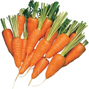 image:imageBurpee Short n Sweet Carrot Seeds 3000 seedsShort n Sweet