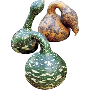 image:imageBurpee Speckled Swan Heirloom Gourd Seeds 30 seeds