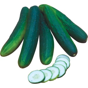 image:imageBurpee Sweet Burpless Slicing Cucumber Seeds 70 seedsBurpless