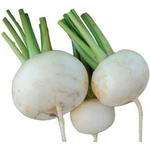 image:imageBurpee Tokyo Cross Turnip Seeds 600 seeds