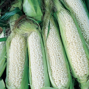 image:imageBurpee White Country Gentleman Corn Seeds 200 seeds