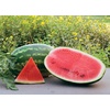 image:imageBurpee Allsweet Organic Watermelon Seeds 100 seeds