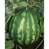 image:imageBurpee Ambrosia Cantaloupe Melon Seeds  Sweet Juicy Orange Flesh Melon for Backyard Gardens 30 SeedsCrimson Sweet
