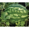 image:imageBurpee Ambrosia Cantaloupe Melon Seeds  Sweet Juicy Orange Flesh Melon for Backyard Gardens 30 SeedsCrimson Sweet