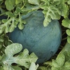 image:imageBurpee Bush Sugar Baby Watermelon Seeds  Compact Variety for Small Spaces