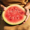 image:imageBurpee Bush Sugar Baby Watermelon Seeds  Compact Variety for Small Spaces
