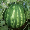 image:imageBurpee Crimson Sweet Watermelon Seeds  Classic HighYield Melon
