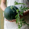 image:imageBurpee Sugar Baby Watermelon Seeds  Classic Icebox Melon