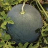 image:imageBurpee Sugar Baby Watermelon Seeds  Classic Icebox Melon