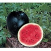 image:imageBurpee Sugar Baby Watermelon Seeds 75 Seeds Pack of 275 seeds Pack of 2