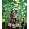 image:imageBurpee Sunny Bunch Sunflower Seeds 25 seedsSunforest
