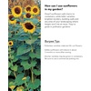 image:imageBurpee Sunny Bunch Sunflower Seeds 25 seedsSunforest