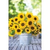image:imageBurpee Sunny Bunch Sunflower Seeds 25 seedsSunny Bunch