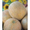 image:imageBurpee Ambrosia Cantaloupe Melon Seeds  Sweet Juicy Orange Flesh Melon for Backyard Gardens 30 SeedsAmbrosia