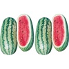 image:imageBurpee Ambrosia Cantaloupe Melon Seeds  Sweet Juicy Orange Flesh Melon for Backyard Gardens 30 SeedsGeorgia Rattlesnake