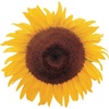 image:imageBurpee Sunny Bunch Sunflower Seeds 25 seedsKong Hybrid