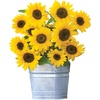 Sunny Bunch